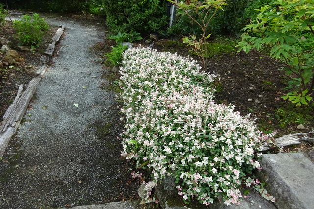 DSC02133.JPG